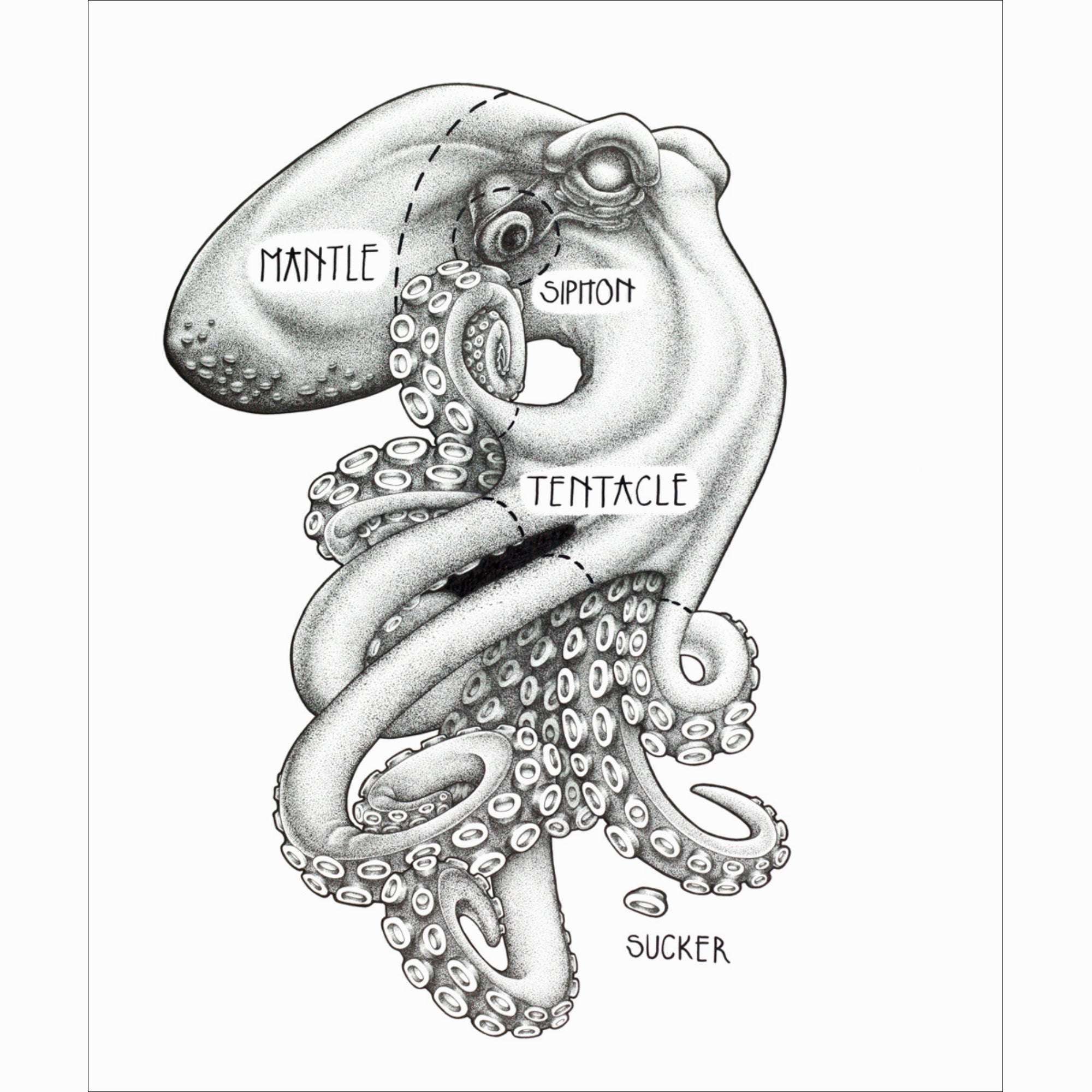 Town Cutler Octopus Poster by James Nagel - Town Cutler